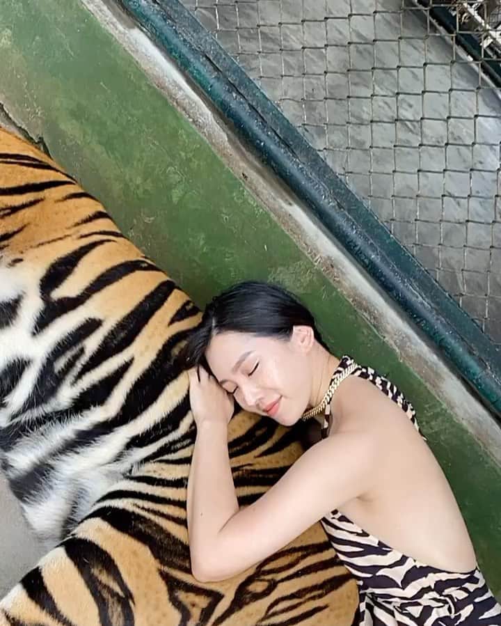 megbabyのインスタグラム：「とらちゃんすっごくいい子🐯🖤#TIGER」