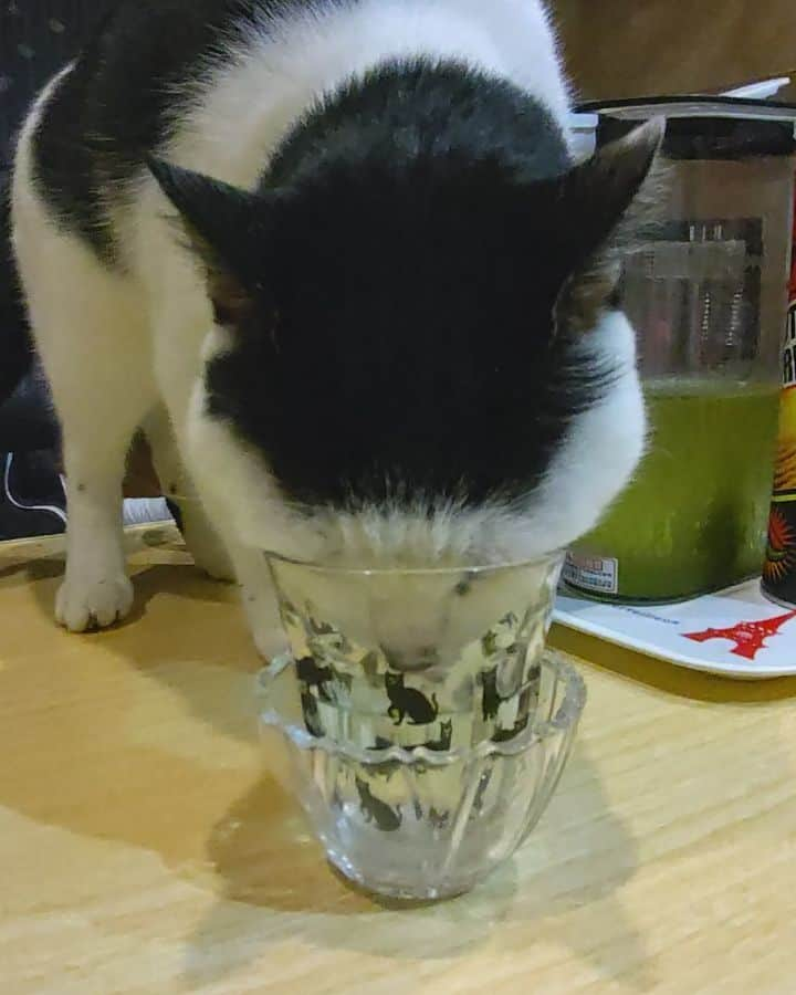 アトムとノエルのインスタグラム：「コップで水を飲むアトム師匠。。 #ねこ#猫#猫部#cat#pet」