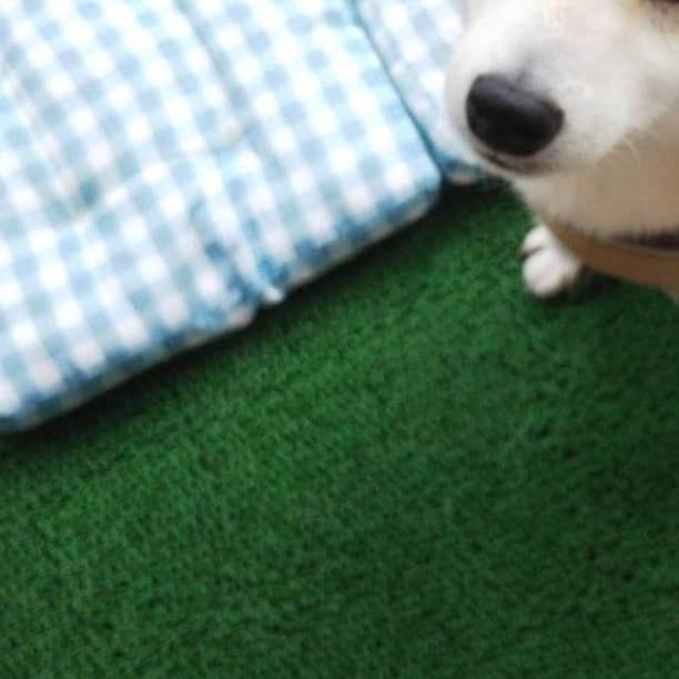 DogHuggyさんのインスタグラム写真 - (DogHuggyInstagram)「＼毎週日曜「犬種当てクイズ」 開催中 ／⠀⠀ 犬種クイズのお時間です⏰⠀⠀ ⠀ ■問題⠀ 日本の古語で「小さい」という意味のわんちゃんは？🐾⠀⠀ ※由来は諸説あります。⠀ ⠀ ⠀ わかった方は犬種にハッシュタグをつけてコメントしてみてくださいね✏️✨⠀ ⠀ ⠀ #instadog #dog #dogstagram #doglover #pet #instapet #dogquestion⠀ #犬 #いぬ #わんこ#犬のいる生活 #いぬすたぐらむ #わんすたぐらむ #犬バカ部 #いぬばか #いぬら部 #いぬ部 #いぬのいる生活 ⠀ #ドッグホスティング #ドッグホスト #doghuggy #ドッグハギー」11月10日 20時00分 - doghuggy