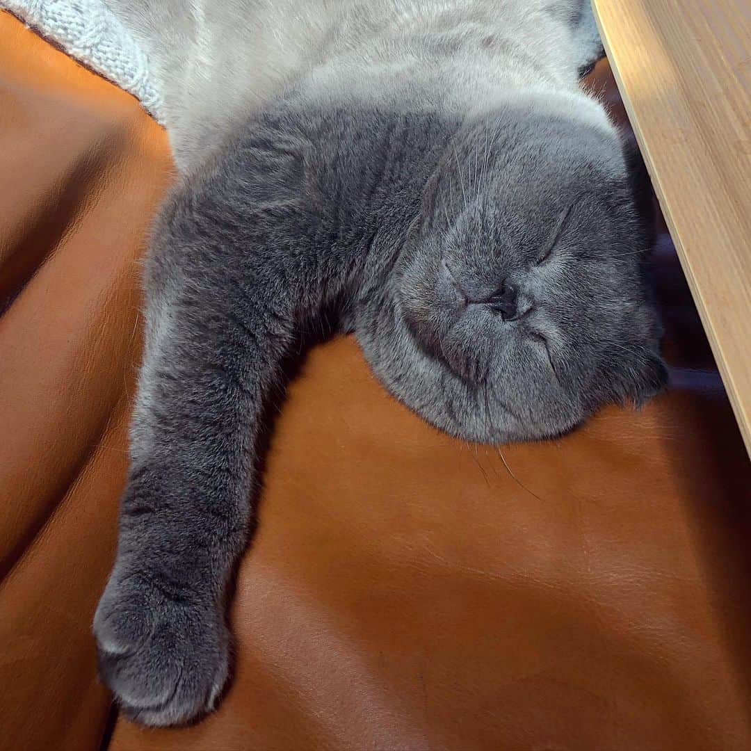 のインスタグラム：「When life gives you lemons 🍋.. take a snooze 😴 #quote #daily #positivity」