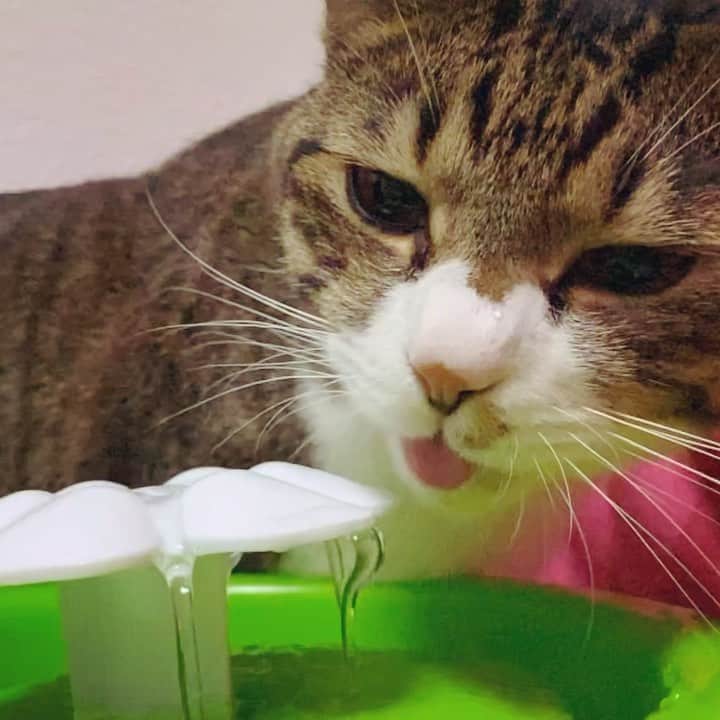 野本かりあのインスタグラム：「ネットでアップされている猫の水飲み動画で笑っていたけれど、ルカをスローで撮ってみたら、猫は水を飲むのが元々下手なのかなぁ、と。 水を飲むというよりは、水に戯れてるみたいだなぁと ふわっとボンヤリ見てた。 #lukarly #catsofinstagram #にゃんすたぐらむ」