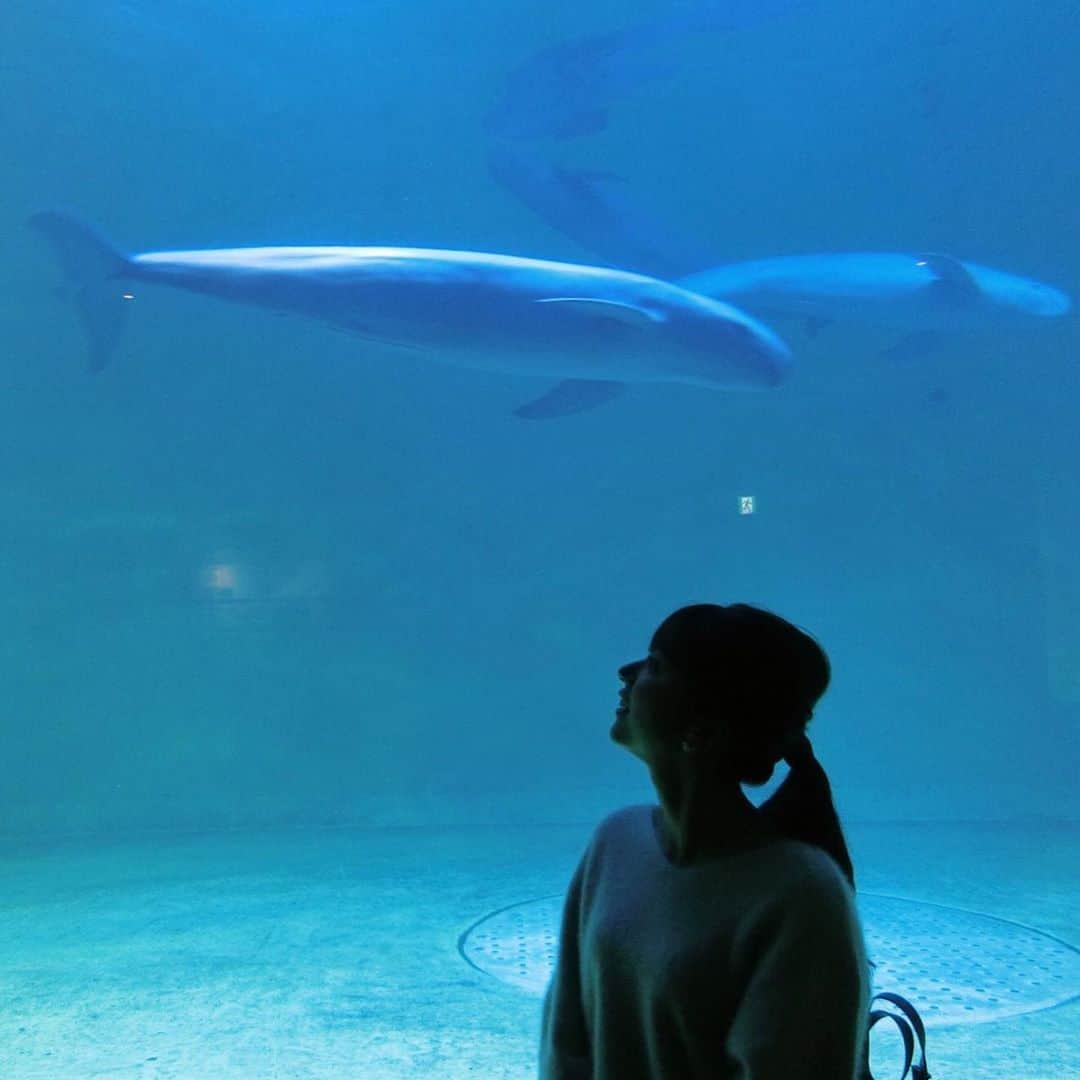のインスタグラム：「*﻿ ﻿ 三重県の鳥羽水族館🐠ং﻿ ﻿ 飼育してる種類が日本で1番多い水族館！﻿ ﻿ 日本でここでしか会えないジュゴンや、﻿ スナメリ、セイウチ、オットセイ、トド、﻿ マナティー、イロワケイルカ、ラッコも💕﻿ かわいい子たちがいっぱい🐬🐋🦈﻿ ﻿ セイウチのショーおもしろかった〜！﻿ ﻿ この日はHalloweenで1日限りの﻿ 夜の水族館を楽しめました✩⸝⋆﻿ ﻿ ジュゴンがかわいすぎて、 ぬいぐるみみたいな﻿ティッシュカバーGET~♩もふ。﻿ ﻿ _______________________________________________ #マトバ旅 #三重県 #鳥羽 #鳥羽水族館 #水族館 #スナメリ #ジュゴン #セイウチ #ラッコ #aquarium」