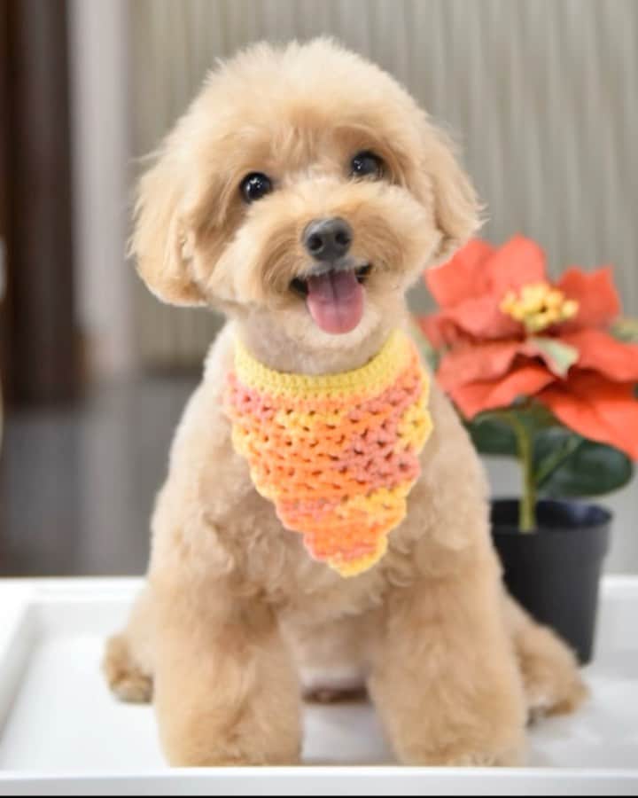 Truffle??松露?トリュフのインスタグラム