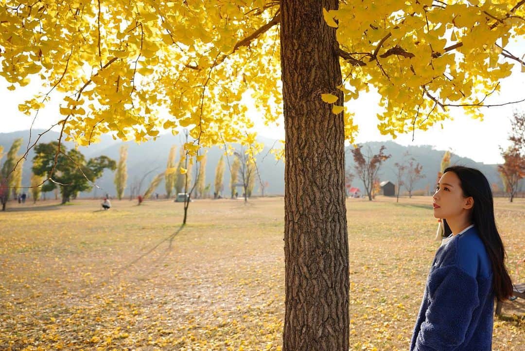 チョア さんのインスタグラム写真 - (チョア Instagram)「가을에 여기 안오면 섭하지!  #강천섬#가을막바지#가을안녕😥」11月10日 21時10分 - minjinchoa