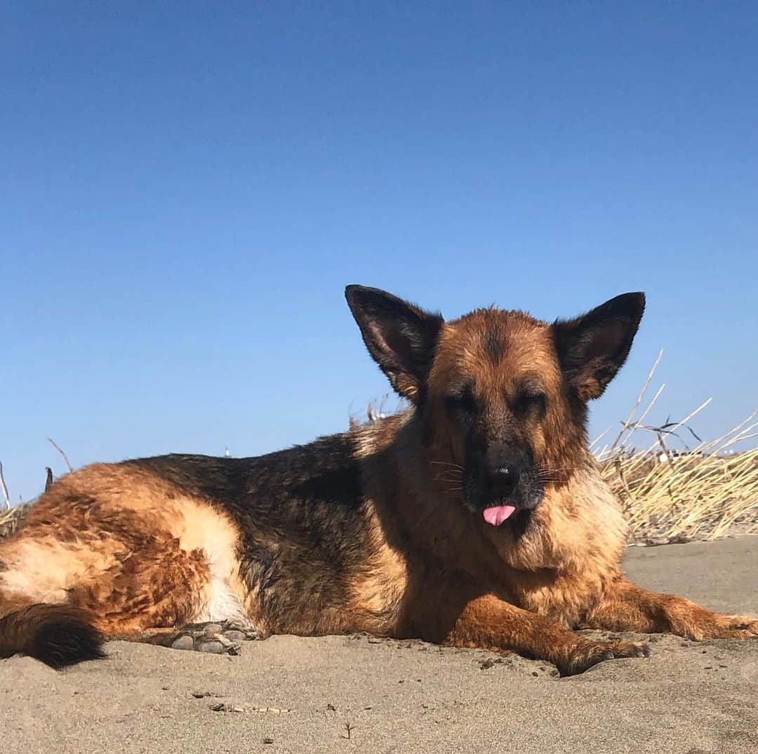 のインスタグラム：「Ms. Sassy/生意気な少女 . . . . . . . . . #caiya #川﨑介揶 #sassy #sassygirl #germanshepherd #lovemydog #malibu #sunshine #mygirl  #happiness #love #cute #live #love #laugh #unconditionallove #beautiful #photooftheday #energy #healing」