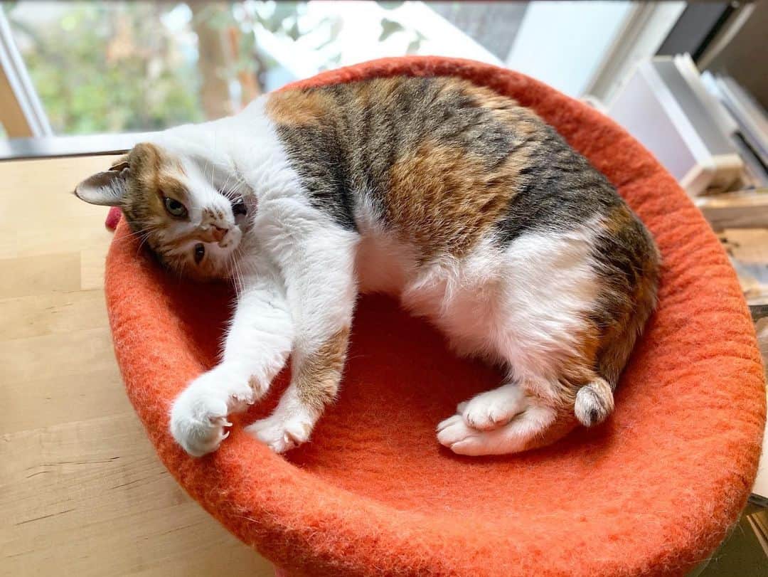 山田稔明さんのインスタグラム写真 - (山田稔明Instagram)「おはよ。「おま、もう起きるのか？」の顔。 #ポチ実 #三毛猫」11月11日 7時16分 - toshiakiyamada