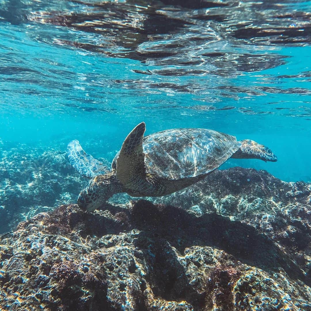 ハワイアン航空さんのインスタグラム写真 - (ハワイアン航空Instagram)「Aloha kakahiaka! 今週の#ブルーマンデー は#ホヌ のワンショット。ウミガメが優雅に海を泳ぐ姿を見るとプラスチックなどのゴミを減らさなければと改めて思わされますね。皆さんはハワイではエコバッグや再利用可能なストローなど何か心がけていることはありますか？」11月11日 7時57分 - hawaiianairlinesjp
