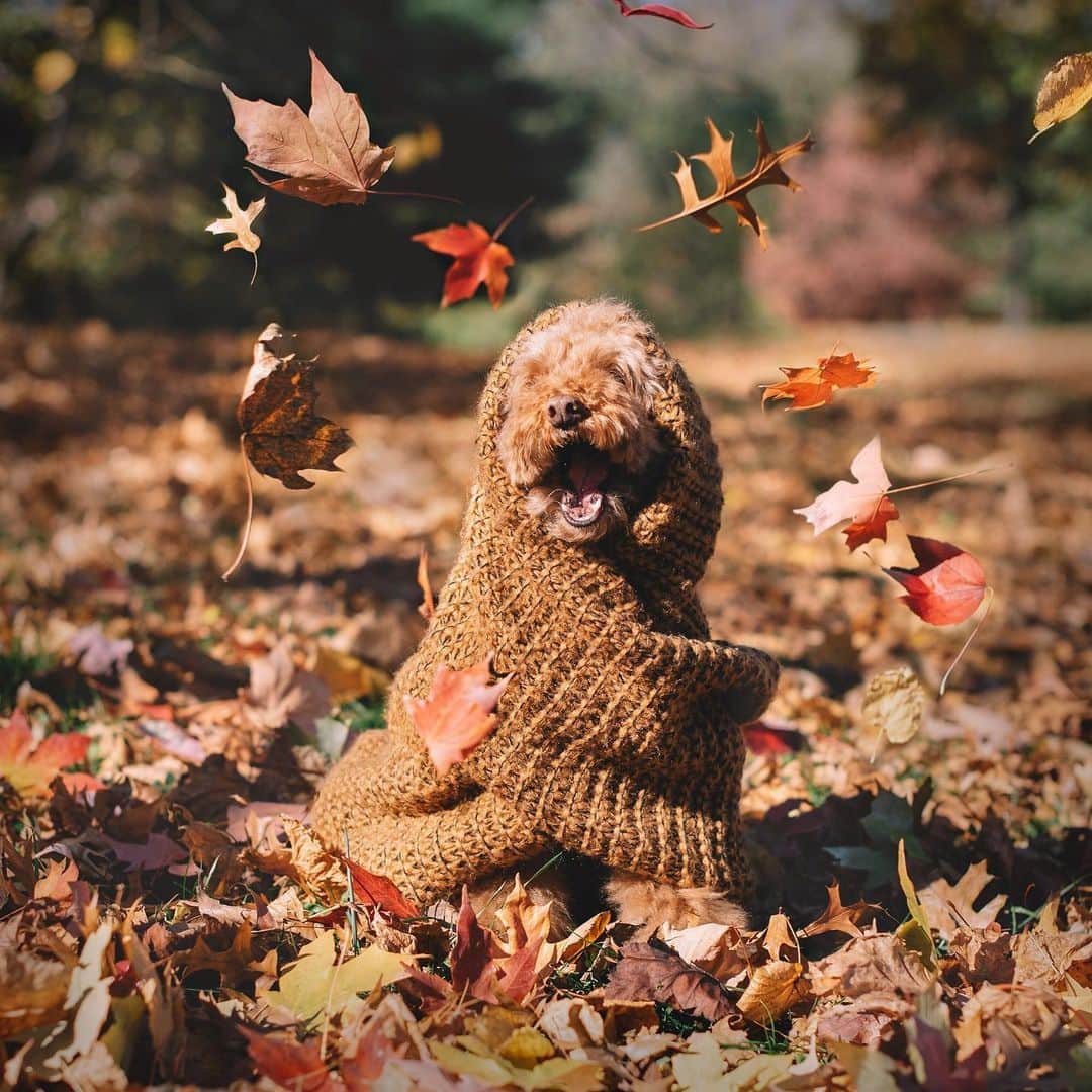Mr. Cookieさんのインスタグラム写真 - (Mr. CookieInstagram)「Leaf me alone 🍂🍁」11月10日 23時17分 - ps.ny