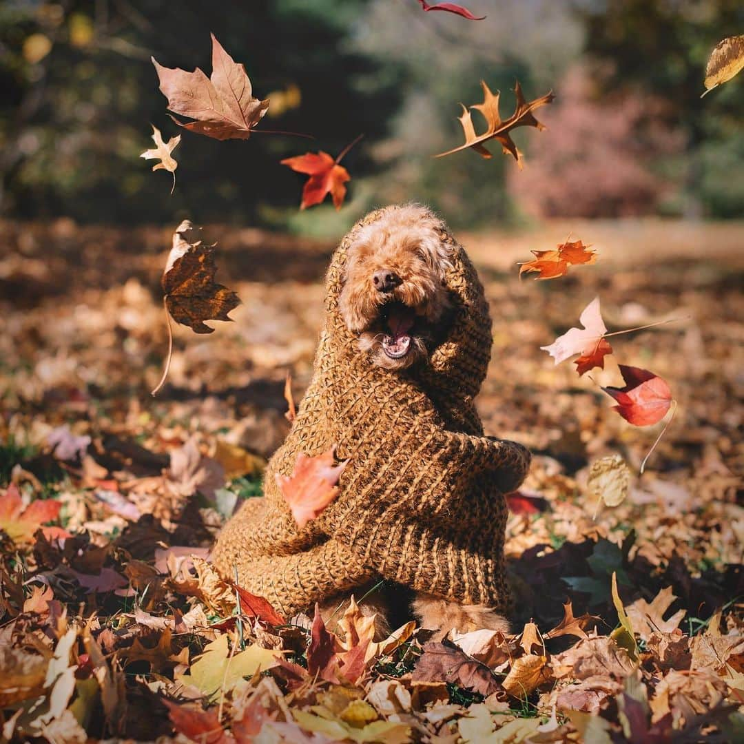 Mr. Cookieのインスタグラム：「Leaf me alone 🍂🍁」