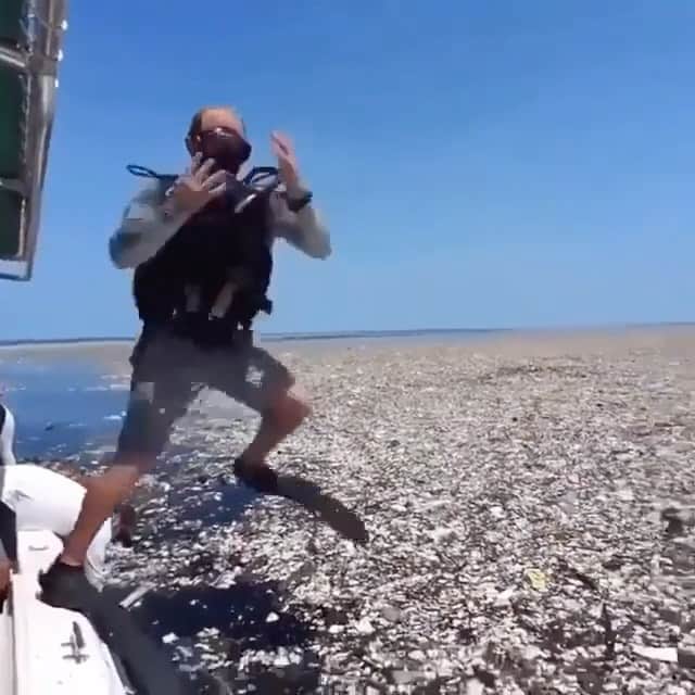 WildLifeのインスタグラム：「@save0cean is giving away stainless steel straws for FREE! Get yours today! LINK IN @save0cean’s and OUR BIO👆🏼 Video by unknown」