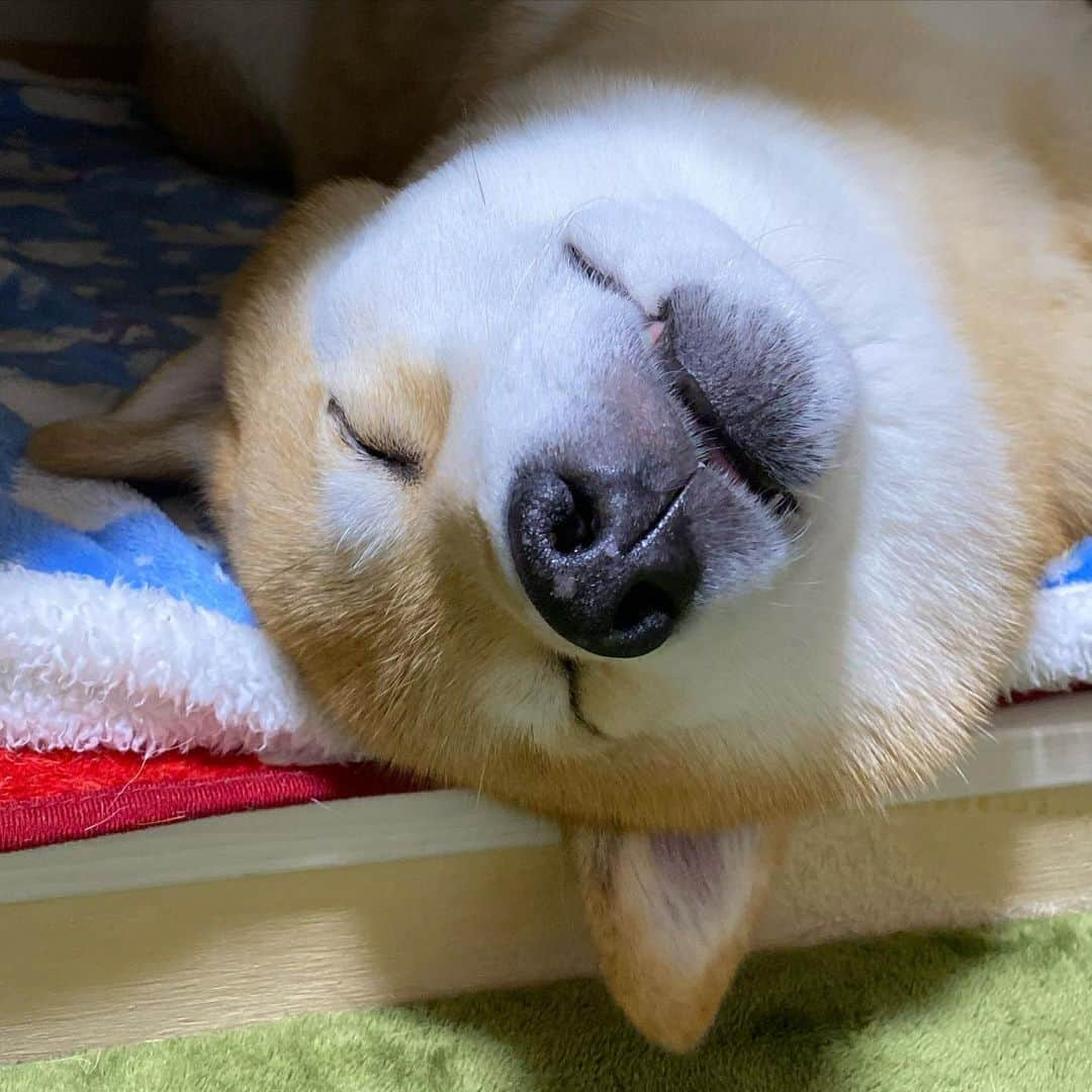 まる（まるたろう）さんのインスタグラム写真 - (まる（まるたろう）Instagram)「Good night!✨🐶💤✨パパって寝相が悪いから朝起きたら変な格好になってるんだよ🤣 #まるはいい感じにまとまってるでしょ #パパは全然だめ #じゃまかわいくない」11月11日 0時17分 - marutaro