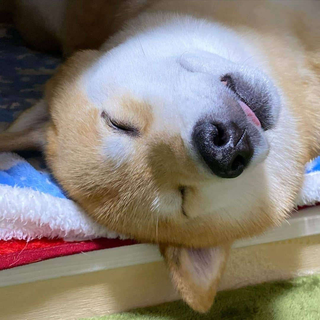 まる（まるたろう）さんのインスタグラム写真 - (まる（まるたろう）Instagram)「Good night!✨🐶💤✨パパって寝相が悪いから朝起きたら変な格好になってるんだよ🤣 #まるはいい感じにまとまってるでしょ #パパは全然だめ #じゃまかわいくない」11月11日 0時17分 - marutaro