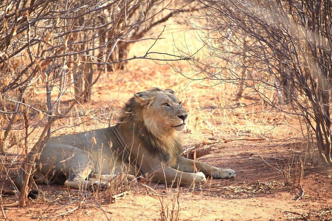 のインスタグラム：「ライオン撮影。 お気に入りの一枚。  #ネイチャー金子#nature#lion  #tanzania #outdoor#outdoorlife  #savanna #世界の果てまでイッテq #イッテq」