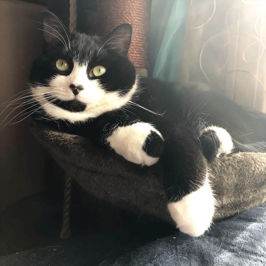 Tuxedo Cat Brosのインスタグラム：「Warning! Posing for photos while crammed into your favorite bucket may cause double chin syndrome. 🤣🤣」