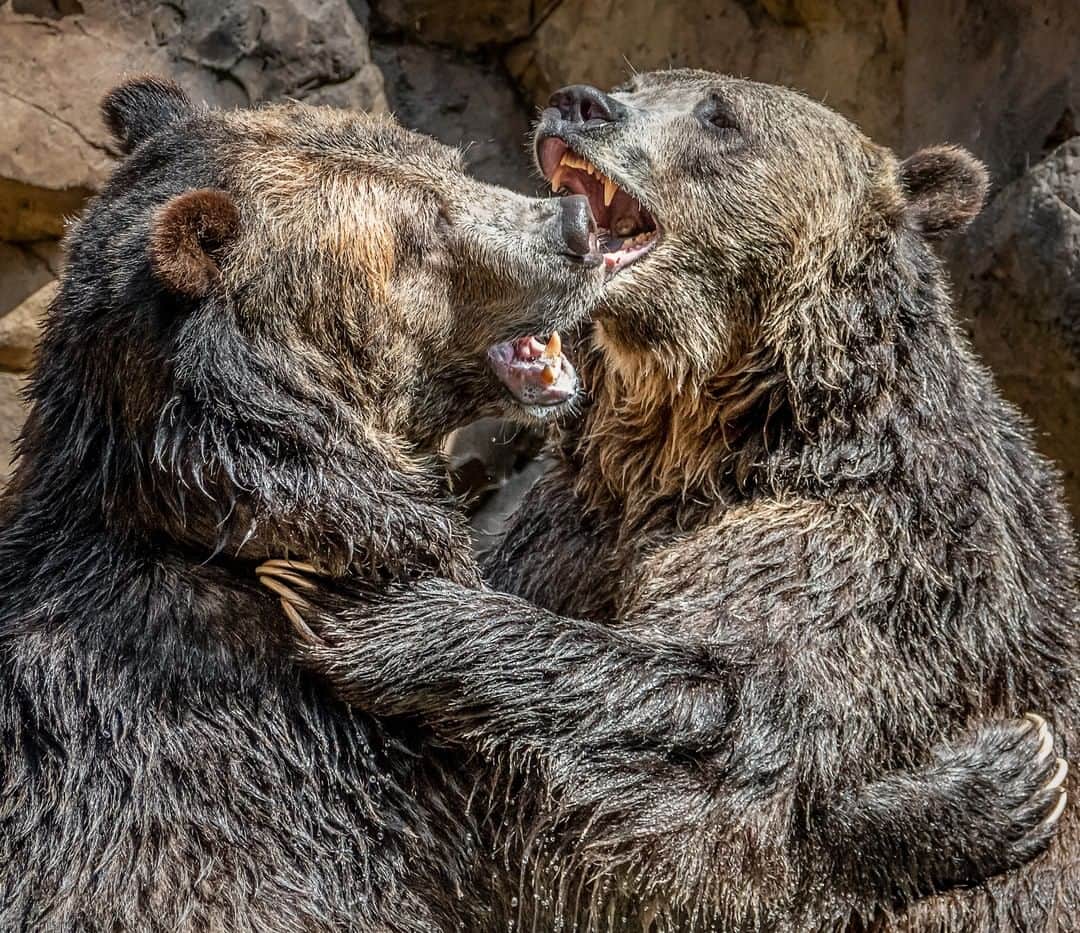 San Diego Zooさんのインスタグラム写真 - (San Diego ZooInstagram)「Tag someone you wanna bear hug 🤗 Brown bears start hibernating around this time of year and will stay slumbering for the next 5-6 months. This deep sleep makes up one-third to one-half of their lifetime! The bears' heart rate decreases from 70 to 10 beats per minute, their metabolism slows, and they don't pee or poop all winter long. Would you hit the snooze after such a deep sleep? #bearhug #bearysweetsiblings #snoozenews #sandiegozoo 📷 Helene Hoffman」11月11日 1時56分 - sandiegozoo