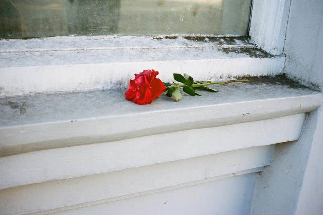 アレクサ・チャンさんのインスタグラム写真 - (アレクサ・チャンInstagram)「Stoplight roses」11月11日 2時11分 - alexachung