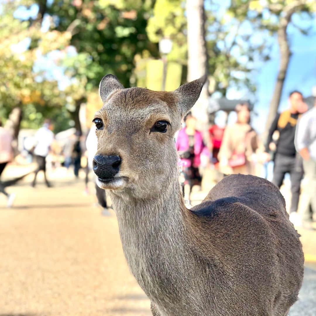 乙武洋匡さんのインスタグラム写真 - (乙武洋匡Instagram)「鹿と戯れる。  #奈良 #奈良観光 #奈良旅行 #奈良公園 #奈良公園の鹿 #鹿🦌 #🦌」11月11日 8時19分 - ototake_official