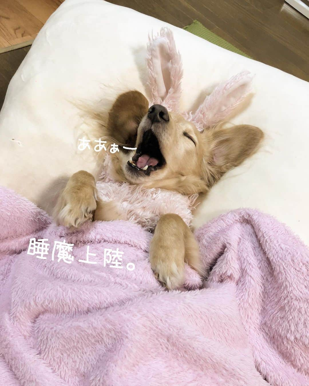 チズさんのインスタグラム写真 - (チズInstagram)「枕に毛布🐶💕 お気に入りの愛用品は #お値段以上ニトリ  #冬支度始めました ❄️ #人間か　😏 #ぬくぬく #うさぎ犬 🐰  #使いこなし感ハンパない 笑🤣 #可愛さダダ漏れ #初老ライフ#親父の日常 🐶 #Mダックス#ダックス#ミニチュアダックス #親父犬#シニア犬#ミニチュアダックスフンド #ミニチュアダックスクリーム#短足部 #短足犬#カニンヘンダックス #ダックス13歳#カニンヘンダックスフンド#犬は家族#犬のいる生活#インスタでわんこみるのが日課 ♡♡」11月11日 3時56分 - sqi.chizu