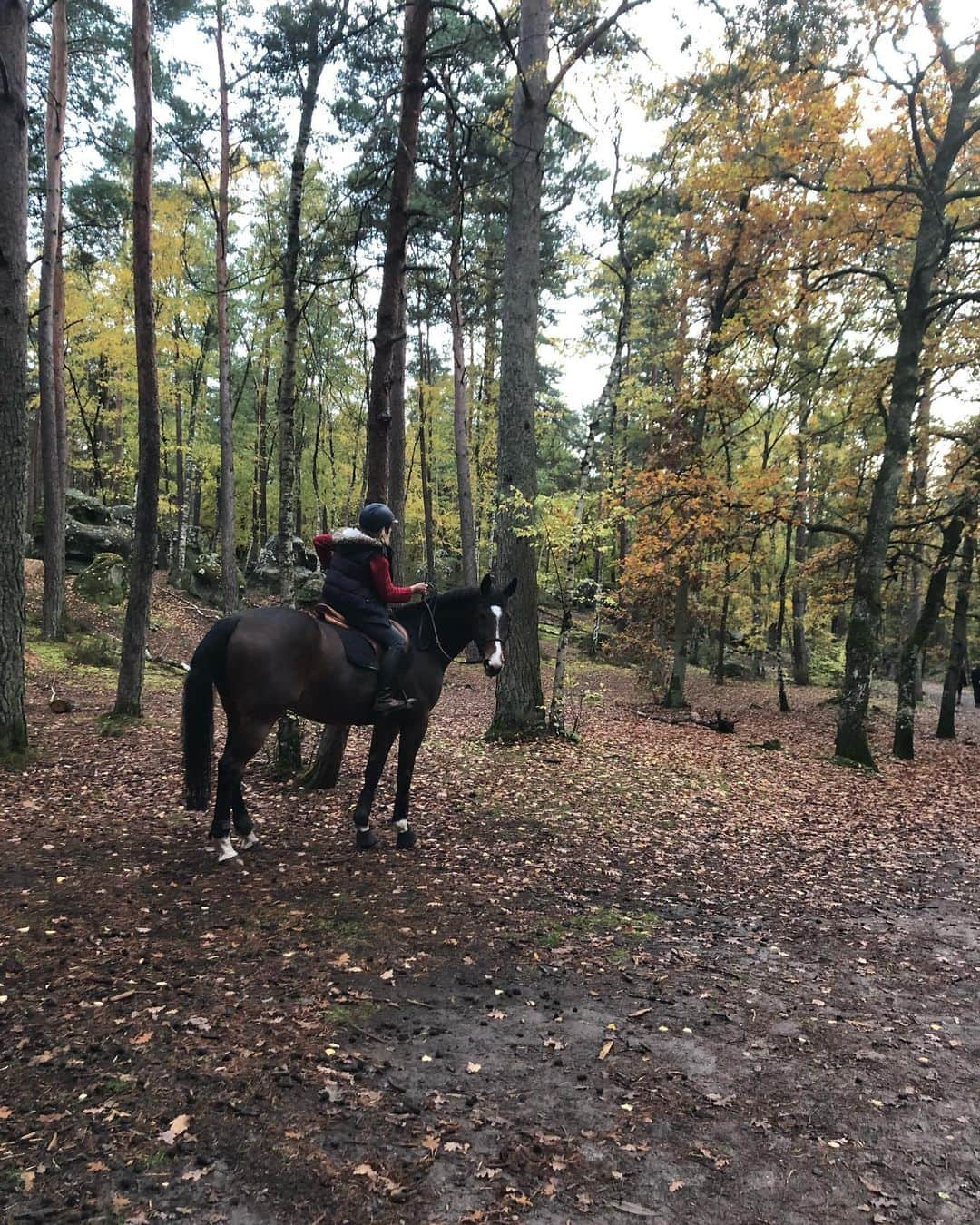 大場美和さんのインスタグラム写真 - (大場美和Instagram)「フォンテーヌブローにあるクライミングジム、カルマで久々のジムジムしい課題たち 午前中は、岩は濡れてるけど森の中をお散歩しました 普通に横を馬が歩いていきます #fontainebleau  #tamadic #evolv #adidas #pamo #浜崎治療院」11月11日 5時21分 - miwa_oba