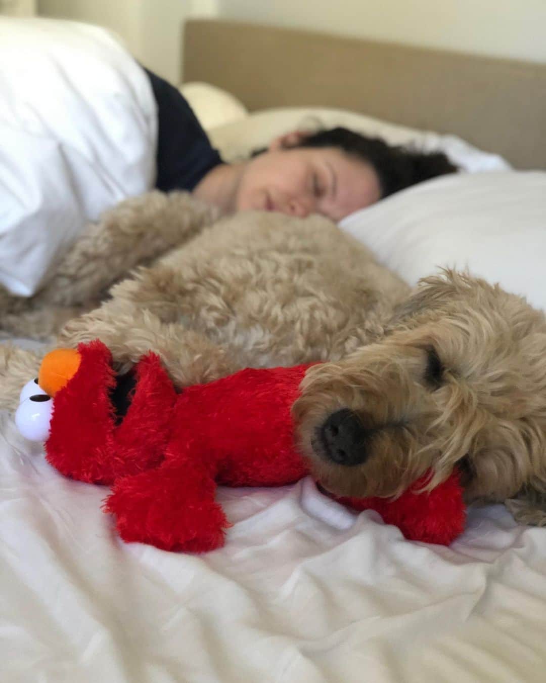 アダム・シャピロのインスタグラム：「sundays」