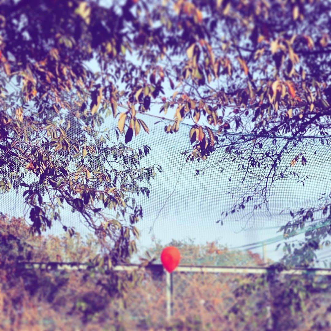 中野敬久さんのインスタグラム写真 - (中野敬久Instagram)「#autumn #park #balloon #left #days」11月11日 6時25分 - hirohisanakano