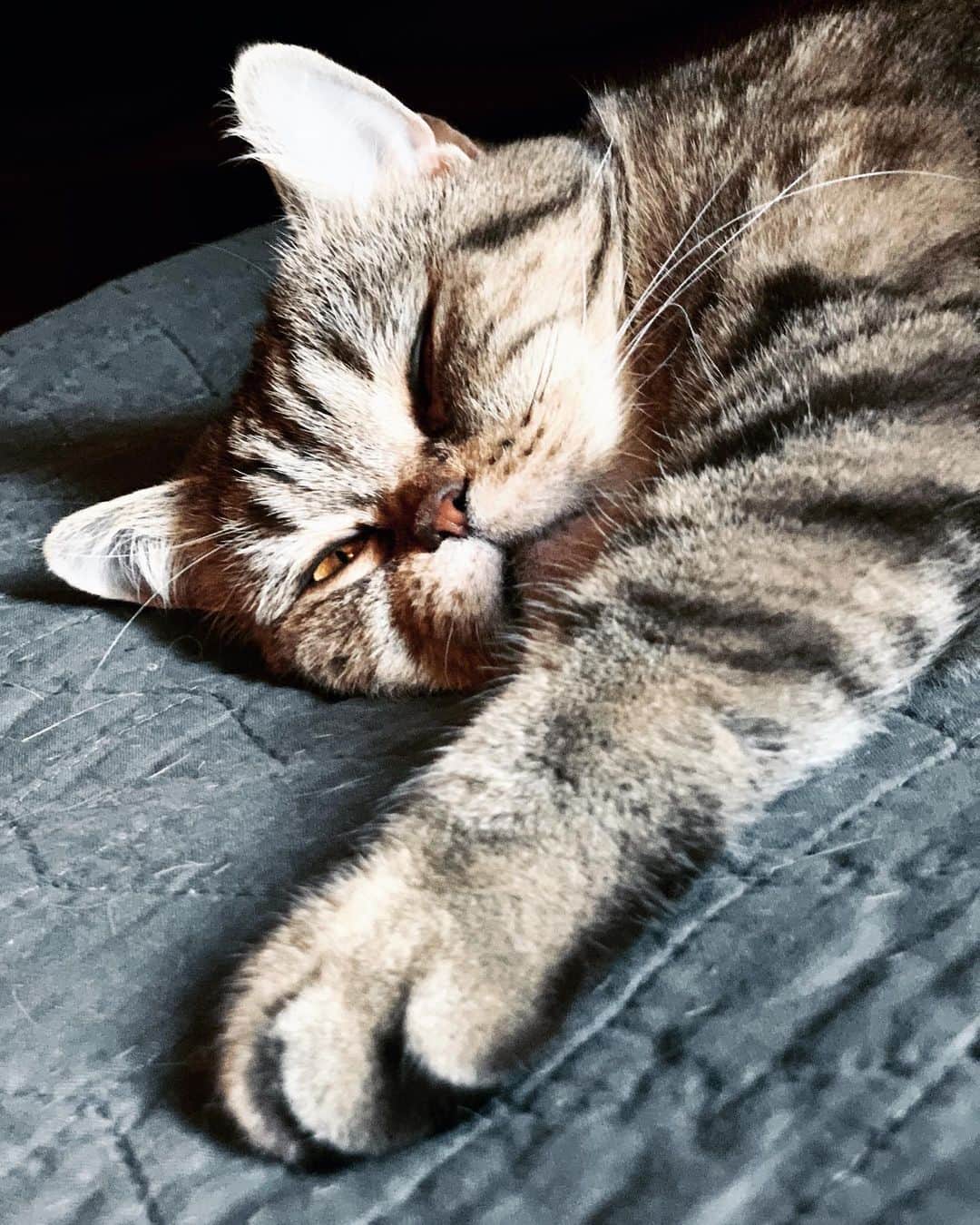 Kara Yoshimoto Buaさんのインスタグラム写真 - (Kara Yoshimoto BuaInstagram)「Sunday Vibes ~ Waking up to Trusting Life to let go of old patterns and not fear becoming a new person/cat who processes my own pain instead of attaching to other's grief to avoid and distract from my own dark matters. LISTEN, FEEL, and EXPRESS. The Taurus Full Moon is here to support along with the 2nd meteor shower of the month, Tuesday November 12. This moon is feminine, warm, and ripe in enjoyment of all that is provided... amping satisfaction and gratitude. It reminds us of why we chose to be here at this time and of all the support available to us as we undertake huge transformation.  On top of that, tomorrow eve is the  11/11 Portal to Guidance, Miracles, Soul Reminders, Synchronicity, Good Ideas, Love, Healing, and Positive Conclusions! Let's all hold that positive space for ourselves and each other #consciousgoodvibes #paulpwong #alexmyles #patricialyles」11月11日 6時34分 - karayoshimotobua