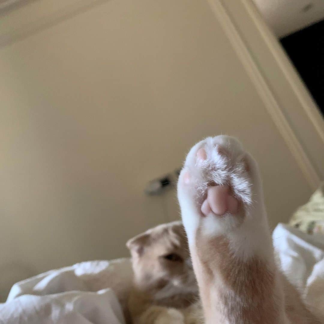 チャン・チュンニンのインスタグラム：「看我的天殘腳🐾」