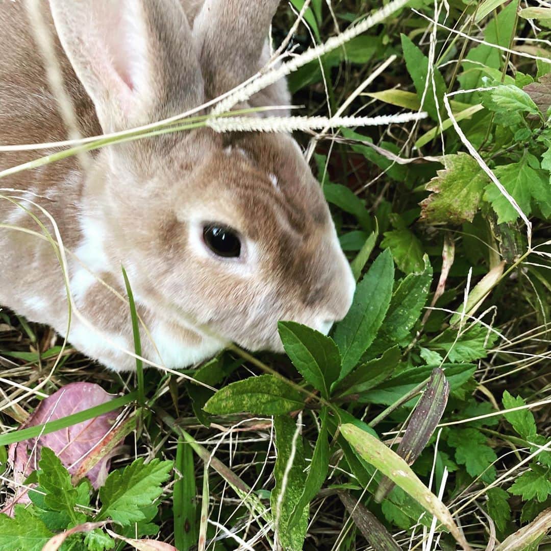 里美ゆりあさんのインスタグラム写真 - (里美ゆりあInstagram)「#ラビットラン　の#季節　がやってきました^_^♫ ちょこりんぽんた❤️ 沢山#うさんぽ　出来て楽しんでくれたかな(^^)✨ #rabbit #bunny #cute #pretty #happy #love」11月11日 17時00分 - satomiyuria