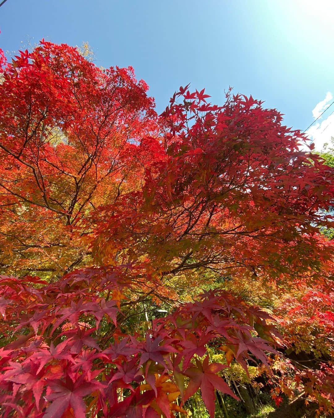 高橋ミカさんのインスタグラム写真 - (高橋ミカInstagram)「紅葉が綺麗でしたー🍁🍁🍁🍁🍁 そして、ふいに訪れた神社⛩⛩⛩ ものすごく、綺麗な空気が流れていて、めちゃくちゃパワースポット！ 笑って笑って笑いすぎた女子旅🏃‍♀️ ミクは、ホウトウが、気に入ったようで、普通に、1人前食べてました🤣🤣」11月11日 8時23分 - mikatakahashi1971