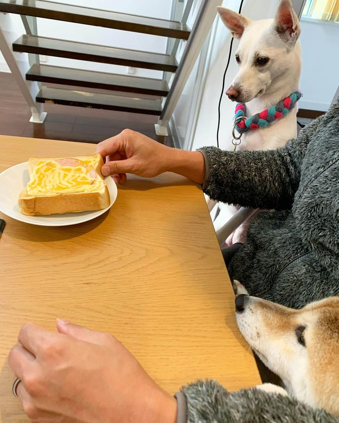 柴犬ハル&保護犬すずさんのインスタグラム写真 - (柴犬ハル&保護犬すずInstagram)「🍞 . 朝ごはんは戦争です🥞 . #パンの耳が欲しくてたまらない #おとーしゃーんに甘える2匹 #その隙におかーしゃーんは食べるよ #目が本気のすず . #柴犬#柴#kagoshima#dog#puppy#shibainu#shibastagram#いぬバカ部#family#鹿児島#赤柴#雑種#天文館#日本犬#保護犬を家族に#保護犬#元保護犬#姉妹」11月11日 8時57分 - haruharu040777