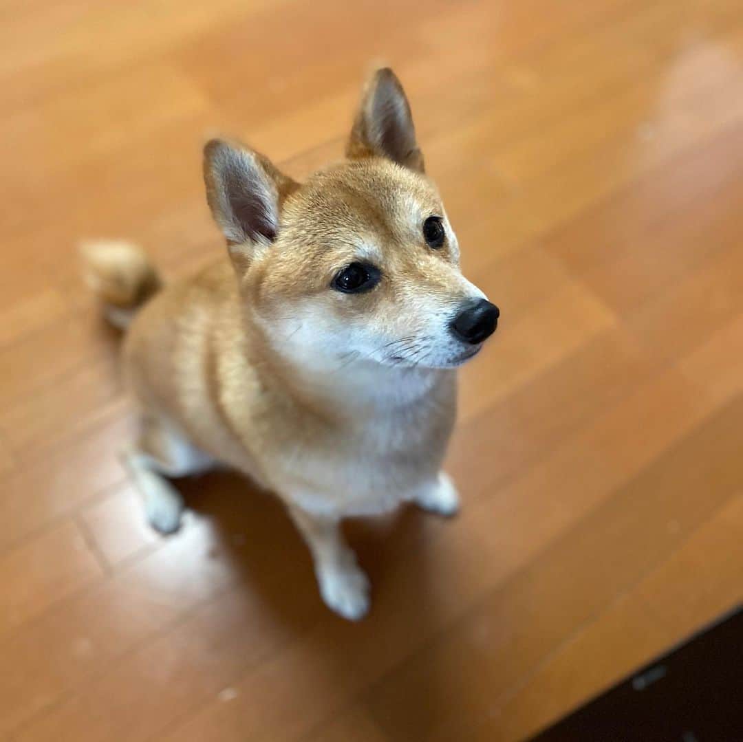 光岡映二さんのインスタグラム写真 - (光岡映二Instagram)「iPhone のカメラが良くなってニコの可愛さが際立ちますよね #柴犬ニコ #柴犬　#shibainu  #iphone11pro」11月11日 9時31分 - eijimitsuoka