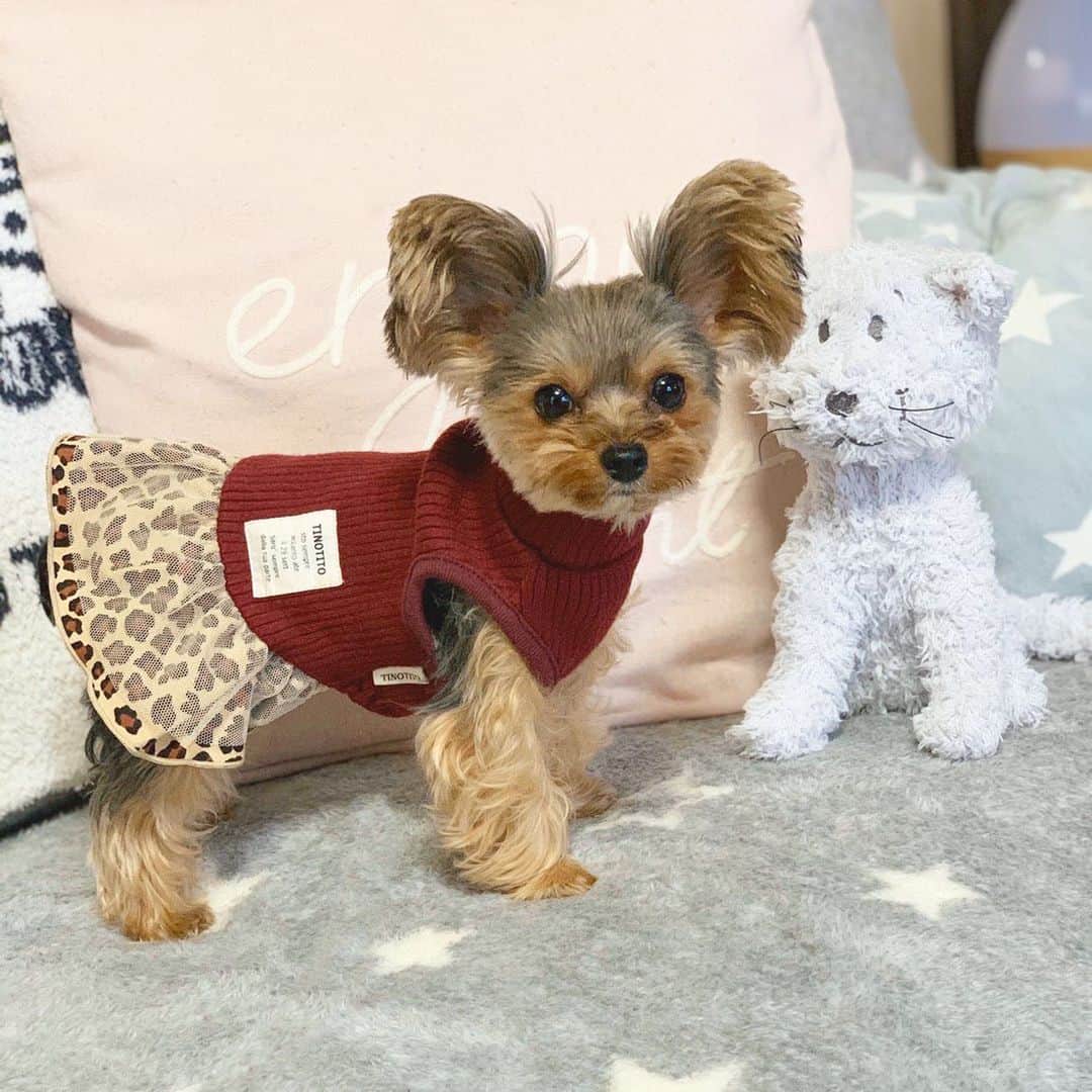 筒井萌子のインスタグラム：「* うにの新しいお友達らしい◡̈⋆ スヌーピーに出てくるファーロン🐈 ・ #筒井萌子 #女優 #actress #モデル #model #岡山  #shooting #instagood #instalike #converse #撮影 #followme #instalike #ゴルフ #ゴルフ女子 #ゴルフコーデ #골프 #좋아요반사 #좋아요그램 #좋아요환영 #데일리그램 #패션 #오오티디 #카페 #アルチビオ  #アルチビオカップ #archivio #archiviocup  #ゴルジョバ #ディズニーシー」