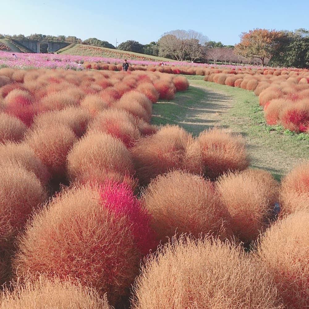 のインスタグラム：「* * コキア🌿すごい✨ まりもみたい！🥰 コスモスも綺麗でした🌸 秋ですね🍁 * * #コキア #コスモス #autumn」