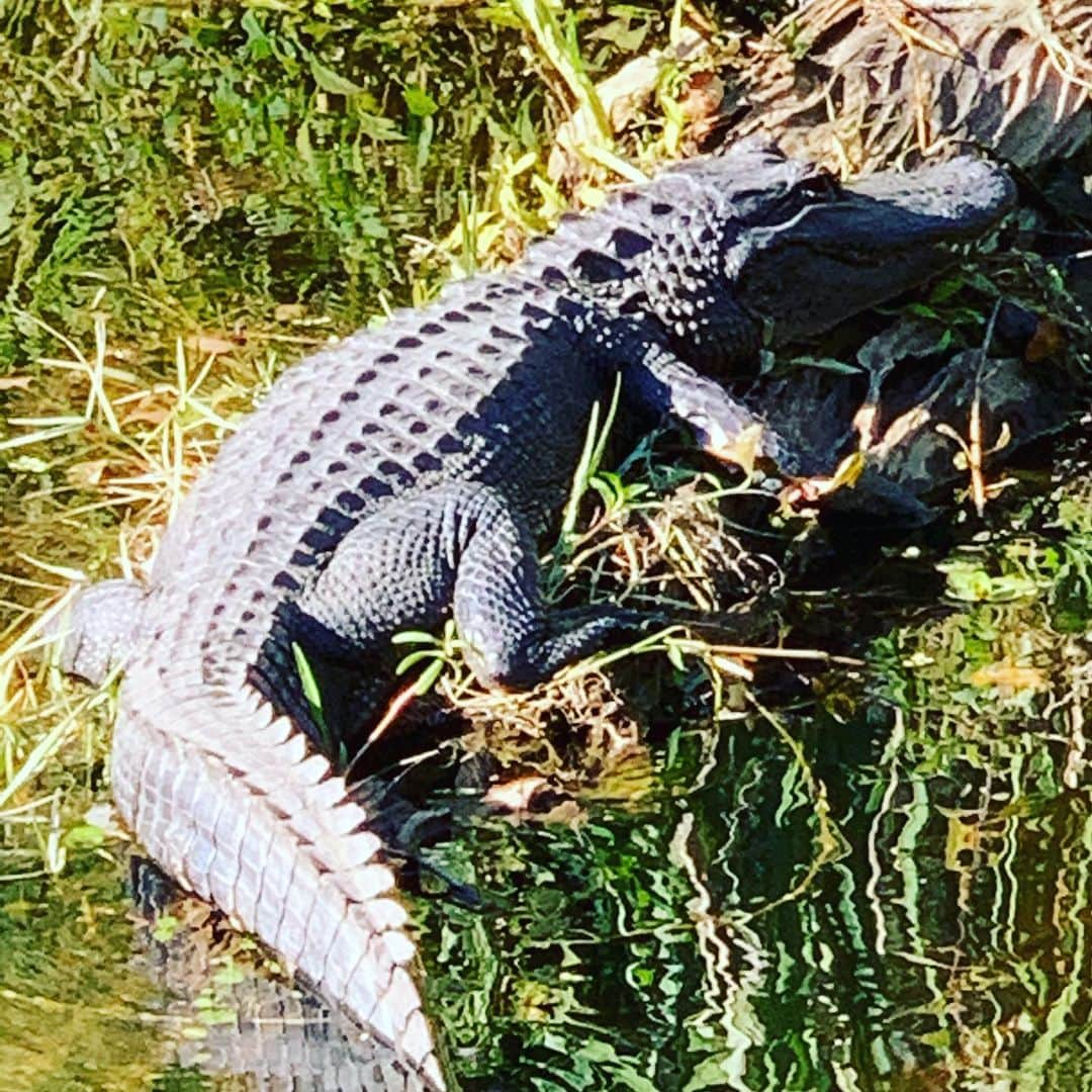 ピーター・ファシネリさんのインスタグラム写真 - (ピーター・ファシネリInstagram)「Now entering Gator Country. 🐊 #bayou  #neworleans #TheRavine🎥」11月11日 10時43分 - peterfacinelli