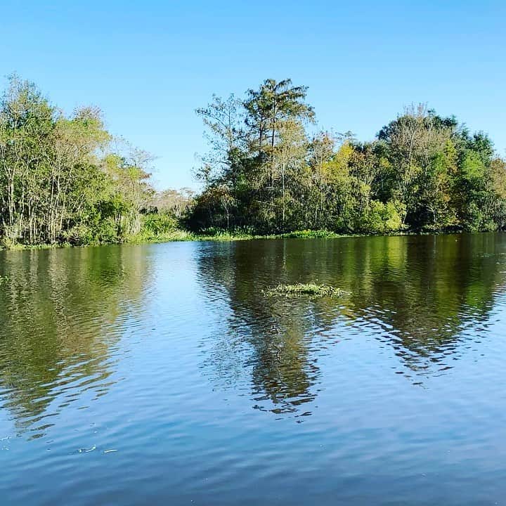 ピーター・ファシネリのインスタグラム：「Now entering Gator Country. 🐊 #bayou  #neworleans #TheRavine🎥」