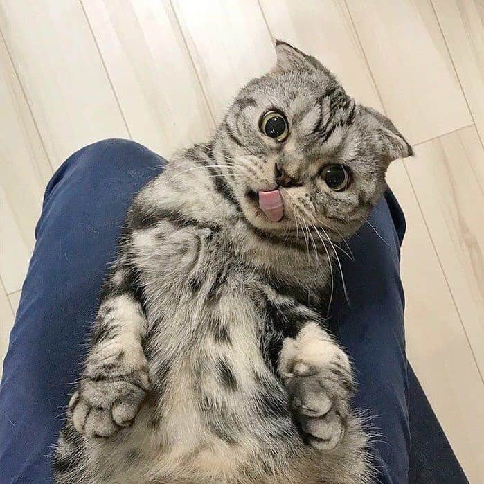 Shishi-maruのインスタグラム：「🐱ねこのきもちWEBMAGAZINE にて、猫エッセイが更新されました。今回は「台湾の猫村とししまる」のお話です🐈是非お楽しみ下さい。 【渋ネコししまるさん】#20 ｜ねこのきもちWEB MAGAZINE https://cat.benesse.ne.jp/withcat/content/?id=47241 🐱My essay about Shishi-maru is serialized in a weekly magazine:) ーーーーーーーーーーーーー 🌺「渋ネコ ししまるさん」ねこのきもちWEB MAGAZINE にて毎週土曜日エッセイの連載中 ーーーーーーーーーーー 📕「ぷっちねこ。」「3匹のちいさな猫を召喚できたなら」「ちいさな猫を召喚できたなら」徳間書店より単行本発売中 ーーーーーーーーーーー ⭐︎ねこ漫画→@tacos_cat 🌺Twitter →@taco_emonemon ーーーーーーーーーーー」