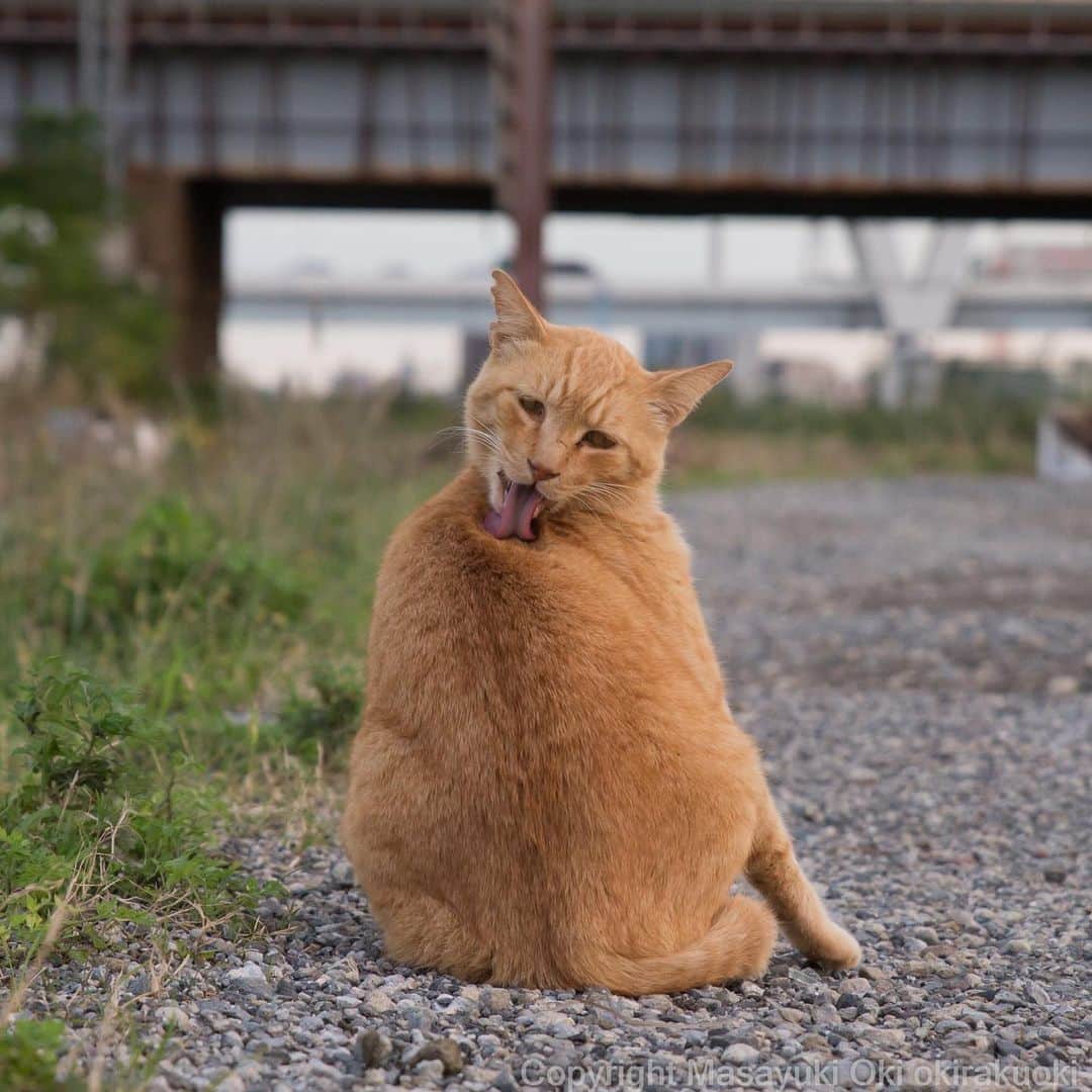 Masayukiさんのインスタグラム写真 - (MasayukiInstagram)「難易度高め。  #cat #ねこ」11月11日 11時17分 - okirakuoki