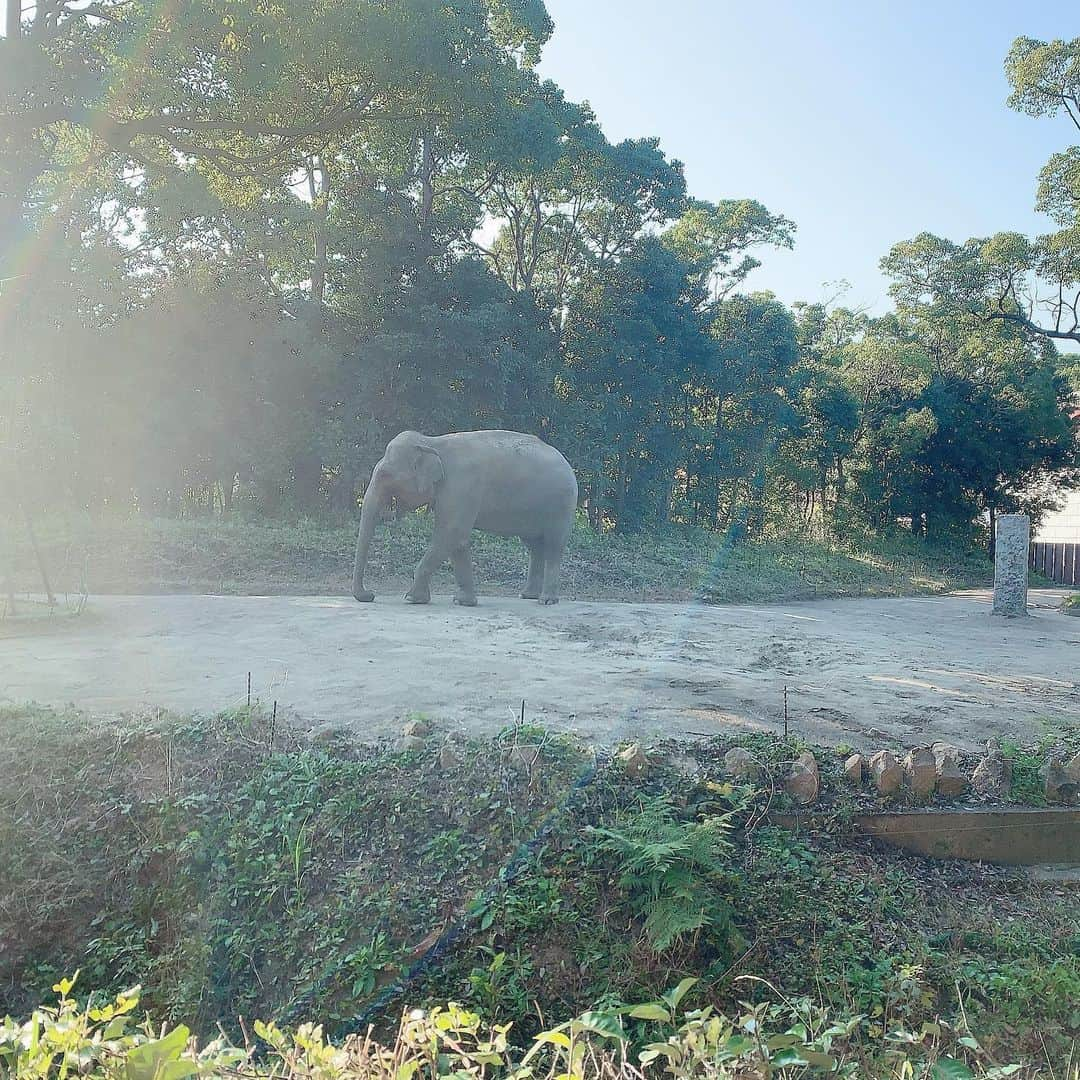 アレクサンダーさんのインスタグラム写真 - (アレクサンダーInstagram)「おちびと動物園は🦓🦁🐘 昨日❤️ #ズーラシア」11月11日 11時46分 - alexanderfriends