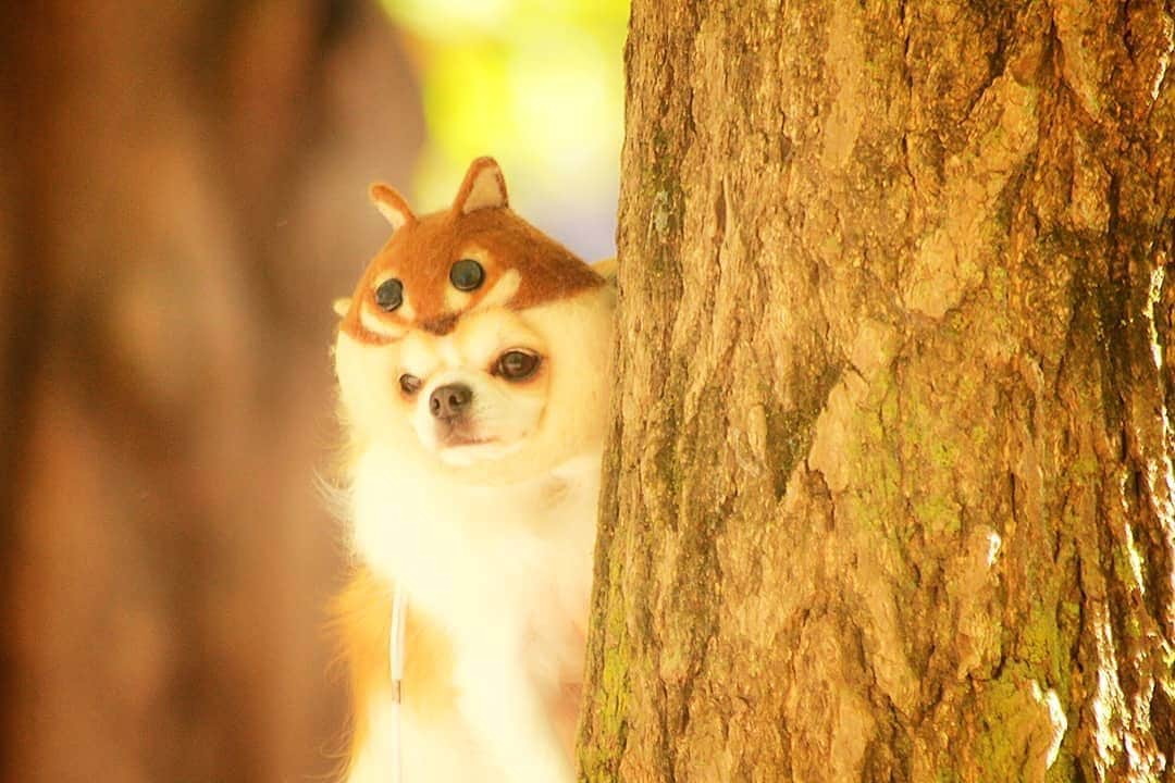 PECO いぬ部さんのインスタグラム写真 - (PECO いぬ部Instagram)「🐿「ヒョコッ！」 #木の陰から #現れたのは #なんと #リスさん🐿 #どんぐりを #探しに #やってきたのかな🥰 #regram：@cocomimit  素敵な写真を投稿してくださったのは… @cocomimit さん 他にも素敵なお写真がたくさんあるので、ぜひ遊びに行ってみてください！  #pecoいぬ部 をつけて投稿すると… PECOで楽しくご紹介させていただきます🐾」11月11日 11時47分 - pecodogs