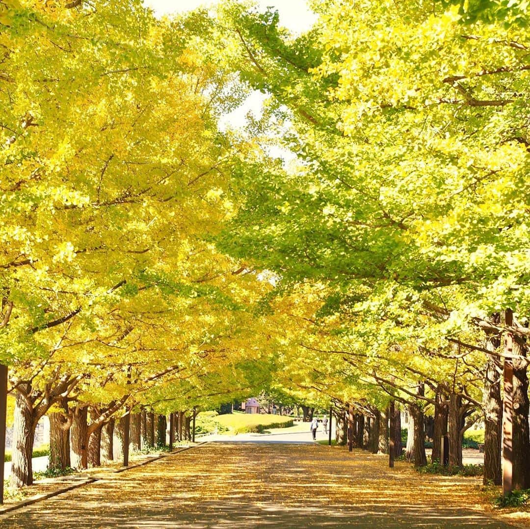 ANAのインスタグラム：「秋のおさんぽ🍂  #紅葉の見ごろ #色づき #もうすぐ #黄金のトンネル #昭和記念公園 #東京 #立川 #秋色に染まる #イチョウ #銀杏並木 #銀杏 #紅葉 #黄葉 #黄金 #秋 #四季 #綺麗な景色 #散歩 #anaタビキブン #showakinenpark #tokyo #yellowleaves #autumnleaves #autumn #yellow #colorful #walking #japan #japantrip #ana_jp  旅の思い出は「#anaタビキブン」をつけて投稿してね🌟インスタやANAの各メディアでご紹介していきます🎶」