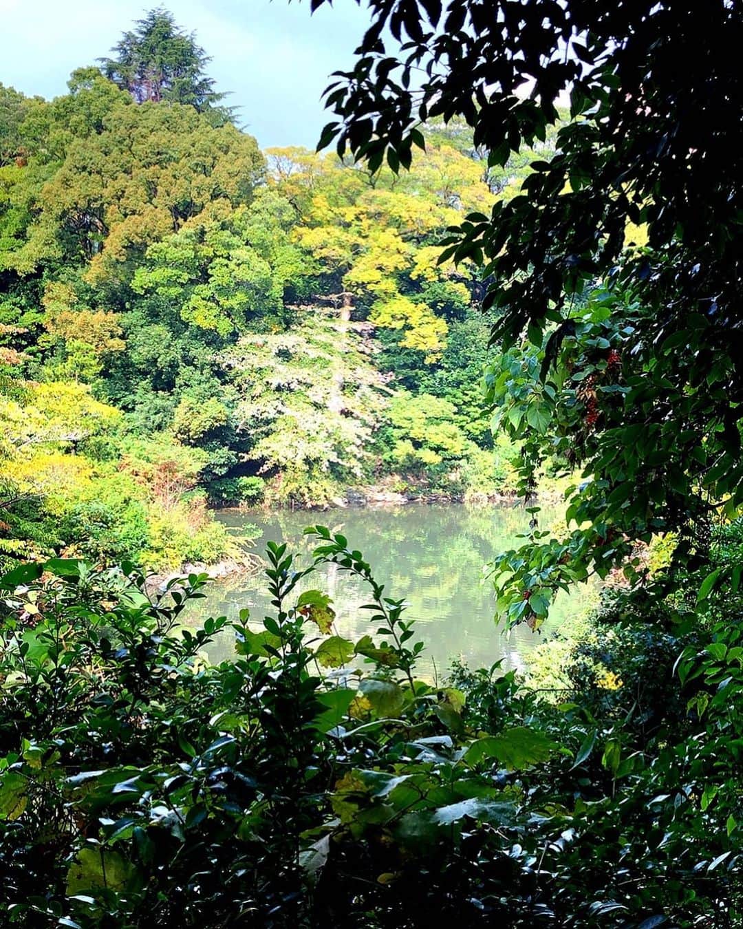 理絵さんのインスタグラム写真 - (理絵Instagram)「癒し  #森林浴 #森林 #森 #forest #tokyo #japan」11月11日 12時53分 - ____rie____