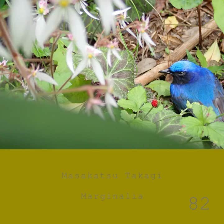 高木正勝のインスタグラム：「とぅるるるる、美しく下りていく歌声に誘われて。﻿ ﻿ What a beautiful falling melody of a bird in Autumn. ﻿ Marginalia #82﻿ ﻿ Now on Bandcamp﻿ ﻿ https://takagimasakatsu.bandcamp.com/﻿ ﻿」