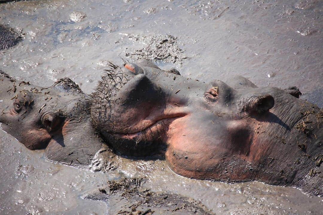 のインスタグラム：「カバのお昼寝 太陽の光が気持ち良さそう  #ネイチャー金子#nature#カバ#hippopotamus #tanzania #outdoor#outdoorlife  #savanna #世界の果てまでイッテq #イッテq #動物#animal」