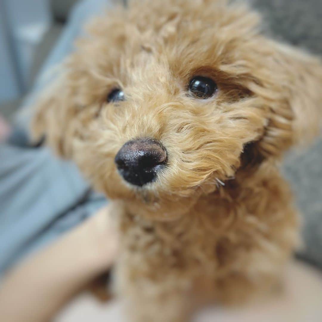 佐野皓大さんのインスタグラム写真 - (佐野皓大Instagram)「#今日のあずき #タイニープードル #動物好きと繋がりたい #明日からオーストラリア」11月11日 14時11分 - orix_41