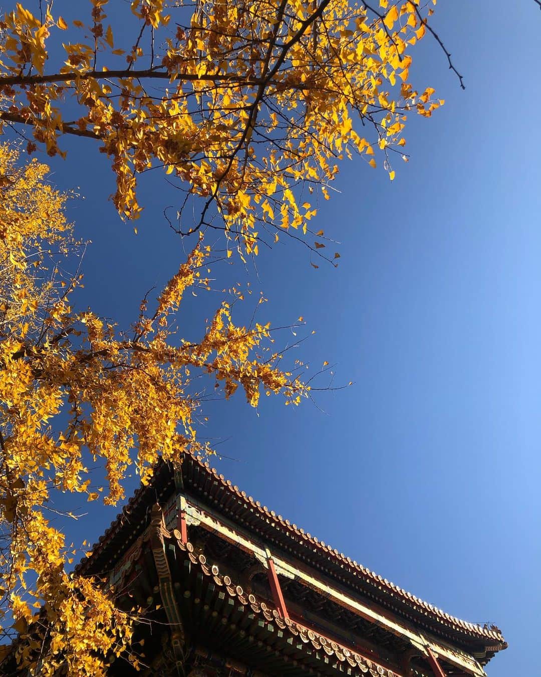 チェン・ボーリンさんのインスタグラム写真 - (チェン・ボーリンInstagram)「晚秋的銀杏樹，是金黃色。」11月11日 14時39分 - chenbolin