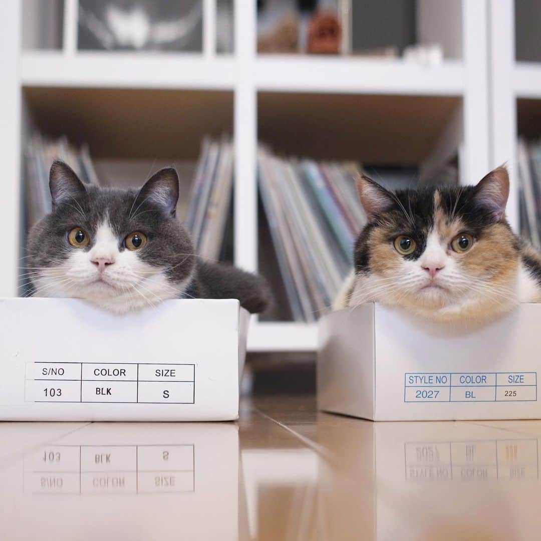のインスタグラム：「#cat #cats #neko #cute #lovely #kawaii #natural #simple #catlife #catlovers #catoftheday #catsofinstagram #photooftheday #catstagram #猫 #猫のいる暮らし #ねこ #ねこすたぐらむ」