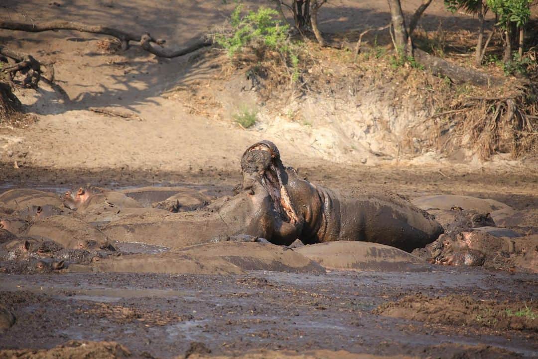 のインスタグラム：「カバの激しいKiss  #ネイチャー金子#nature#カバ#hippopotamus #tanzania #outdoor#outdoorlife  #savanna #世界の果てまでイッテq #イッテq #動物#animal」