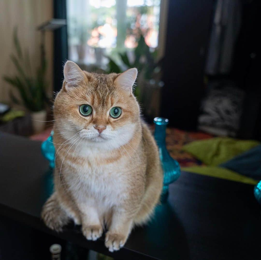 Hosicoさんのインスタグラム写真 - (HosicoInstagram)「Monday Mood 😔」11月11日 15時46分 - hosico_cat