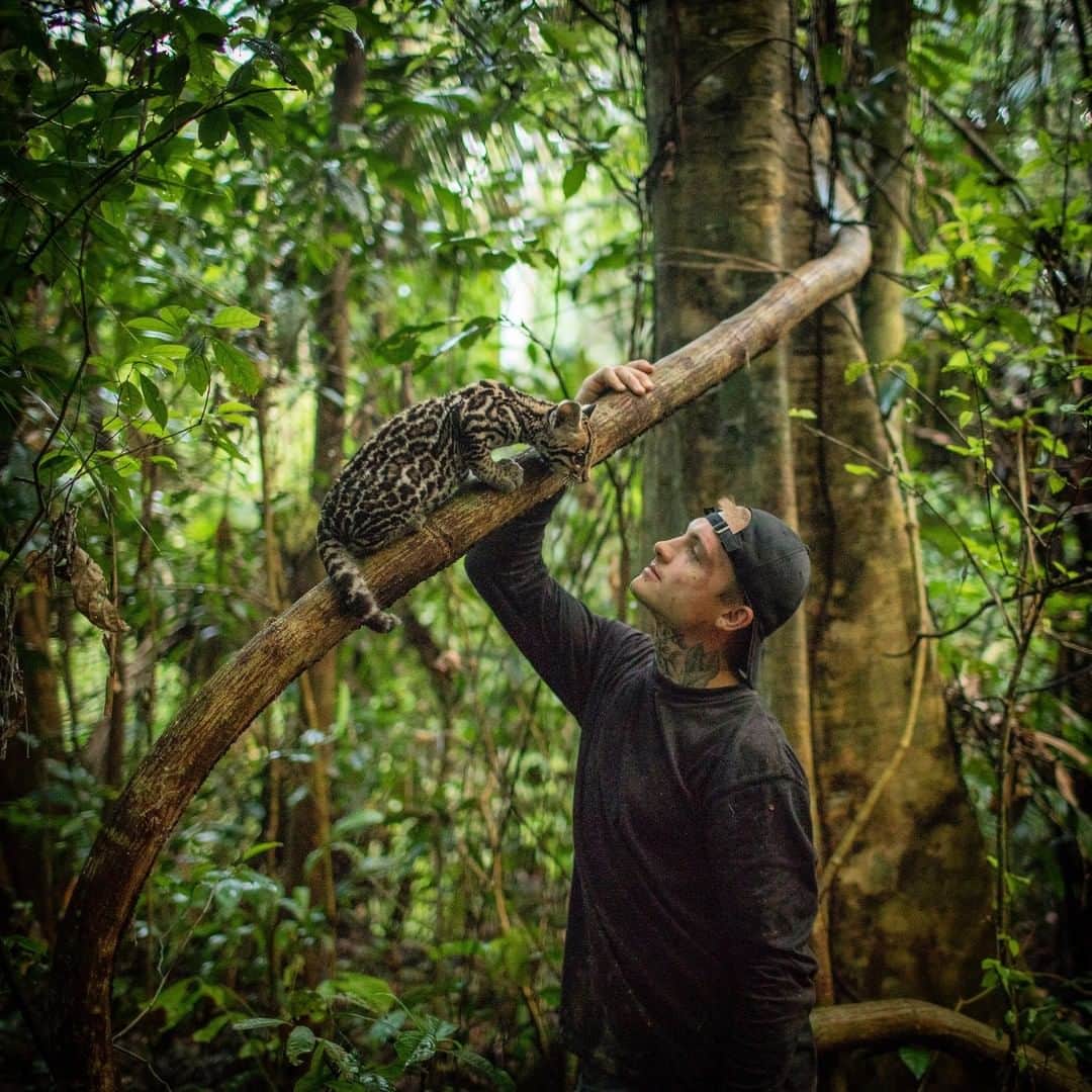 のインスタグラム：「Photo by Trevor Frost @tbfrost | To celebrate this Veterans Day I am sharing a story about a young veteran, Harry Turner, and an ocelot named Keanu. Keanu was destined for the illegal wildlife trade before being rescued by Samantha Zwicker and her Peruvian non-profit @hojanueva, who enlisted the help of Harry (pictured here) to reintroduce Keanu back into the wild. It is no exaggeration to say that while Harry has saved Keanu, Keanu has also saved Harry, who suffers from severe post traumatic stress disorder or PTSD from his tour in Afghanistan. For me, this story is a reminder that wild places and wildlife are places for healing not just veterans, but all of us. To see more photos of Keanu the ocelot, I'm @tbfrost.」