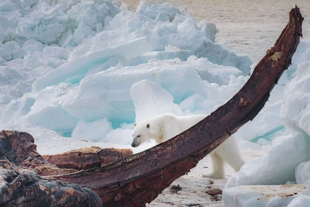 National Geographic Travelさんのインスタグラム写真 - (National Geographic TravelInstagram)「Photo by @kiliiiyuyan | A polar bear investigates the freshly butchered carcass of a bowhead whale on the sea ice north of Utqiagvik, Alaska. The scent of this whale attracted 13 polar bears in a single day, which presented considerable danger to the wary Iñupiaq whalers who nonetheless allowed the bears to feed. Follow me @kiliiiyuyan for more from the north and beyond.」11月11日 18時08分 - natgeotravel